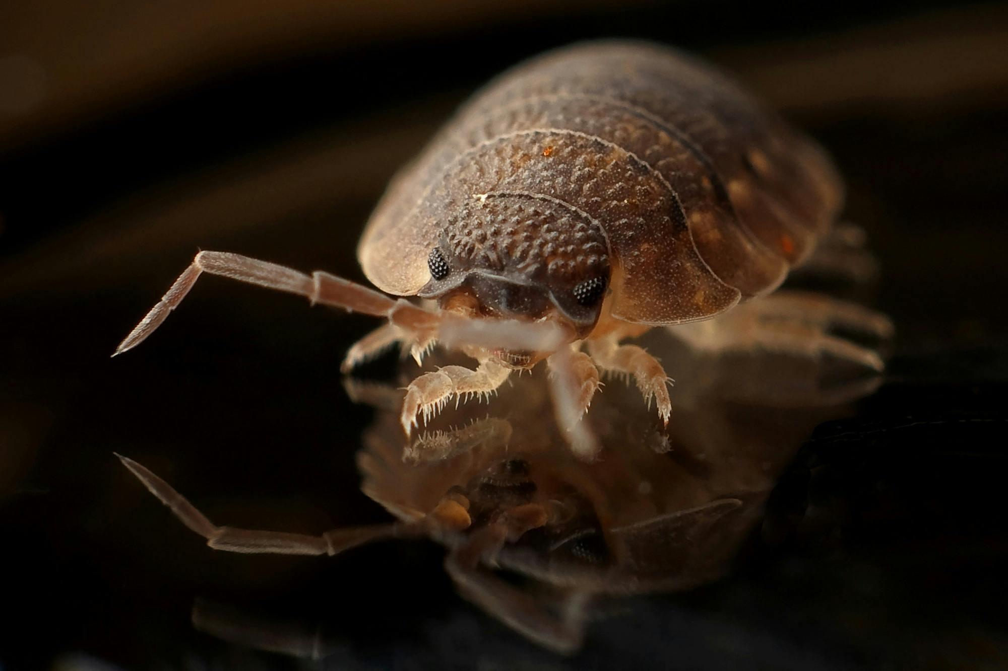Suitable Bed Bug Treatment Las Vegas - Take Care of Pests Now