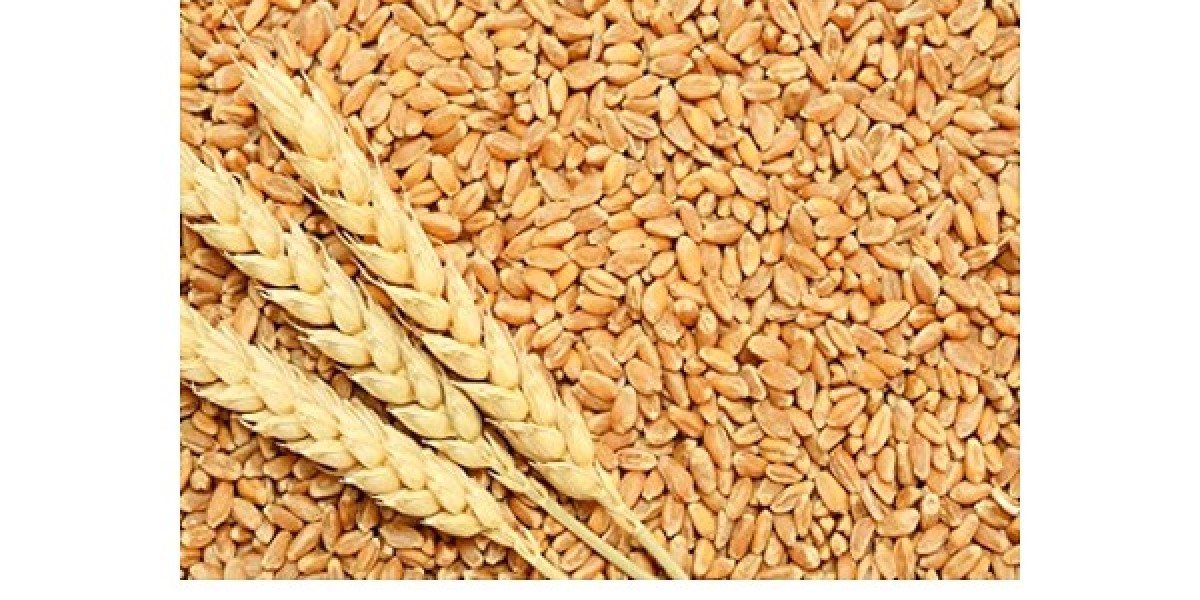 Wheat Seed Market Trends, Growth, Demand, and Research Report 2024-2032