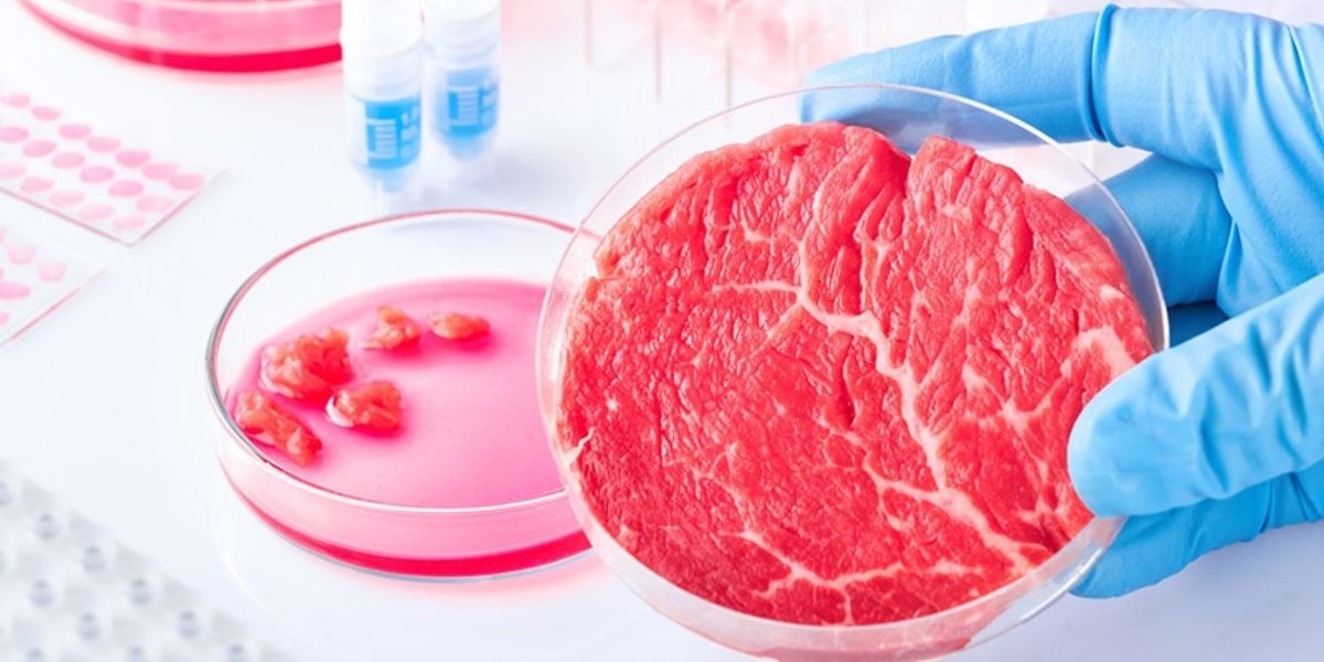 United States Cultured Meat Market Size, Share, Growth, Demand And Forecast 2024-2032