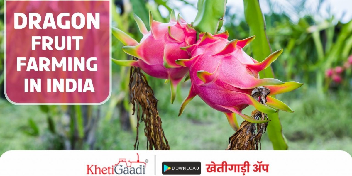 Dragon Fruit Agriculture, Solar Plant Setup Cost in India, TAFE Mini Tractor Price, Largest Grapes-Producing State in In