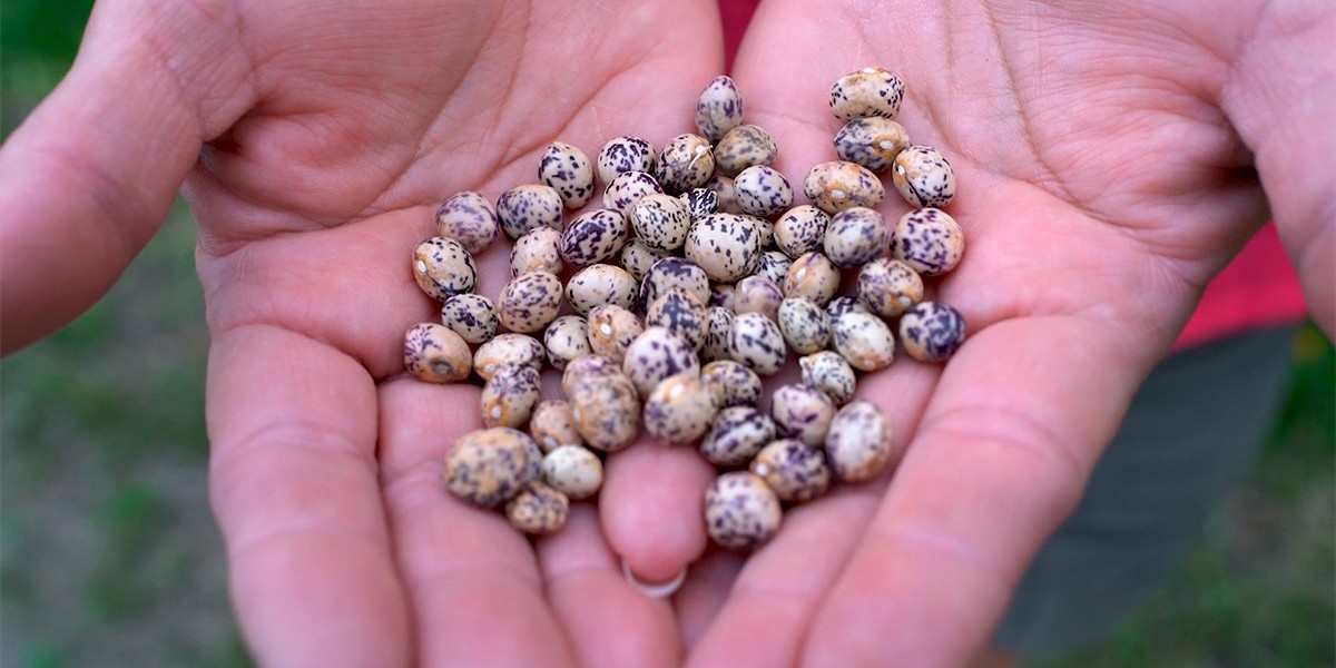 Indigenous Seeds: Preserving Our Agricultural Heritage