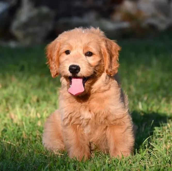 Mini Goldendoodles Galore: Explore Our Selection for Sale with Goldendoodle Puppy Parents – Willow Hill Doodles