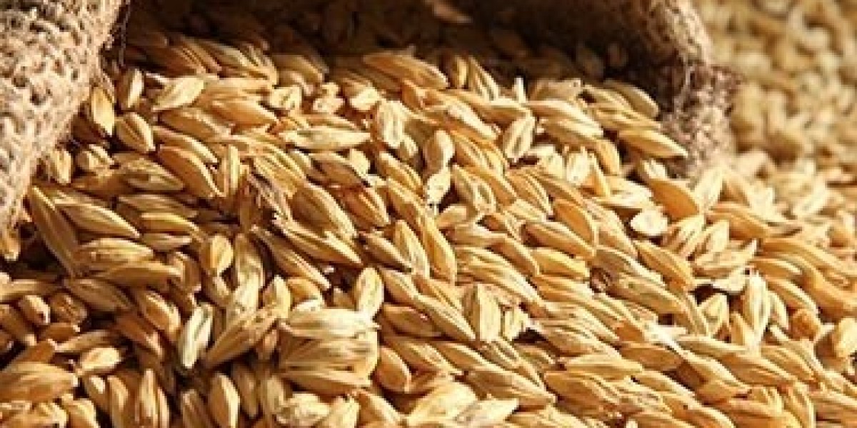 Barley Production Plant Cost Report 2024: Price Trend Analysis, Raw Materials Costs and Profit Margins