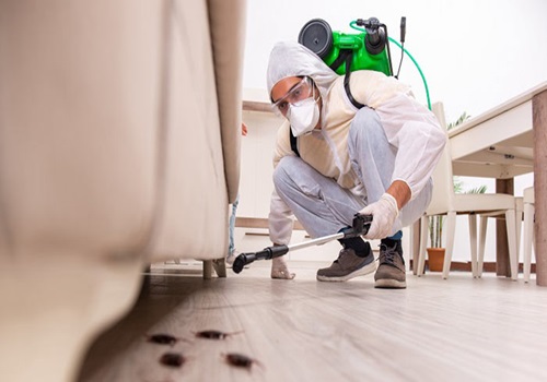 Benefits of Pest Control Services Dublin That You Should Consider – Owl Pest Control