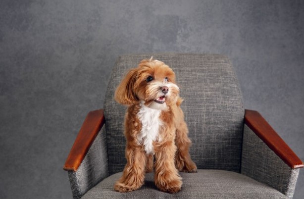 The Joy of Bringing Home a Standard Bernedoodle Puppy - Prize Poodles and Doodles