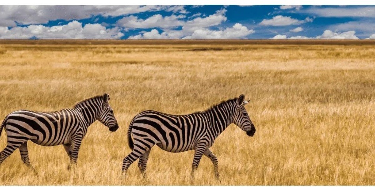 Explore the Untamed Beauty of the Kalahari with Kalahari Safaris