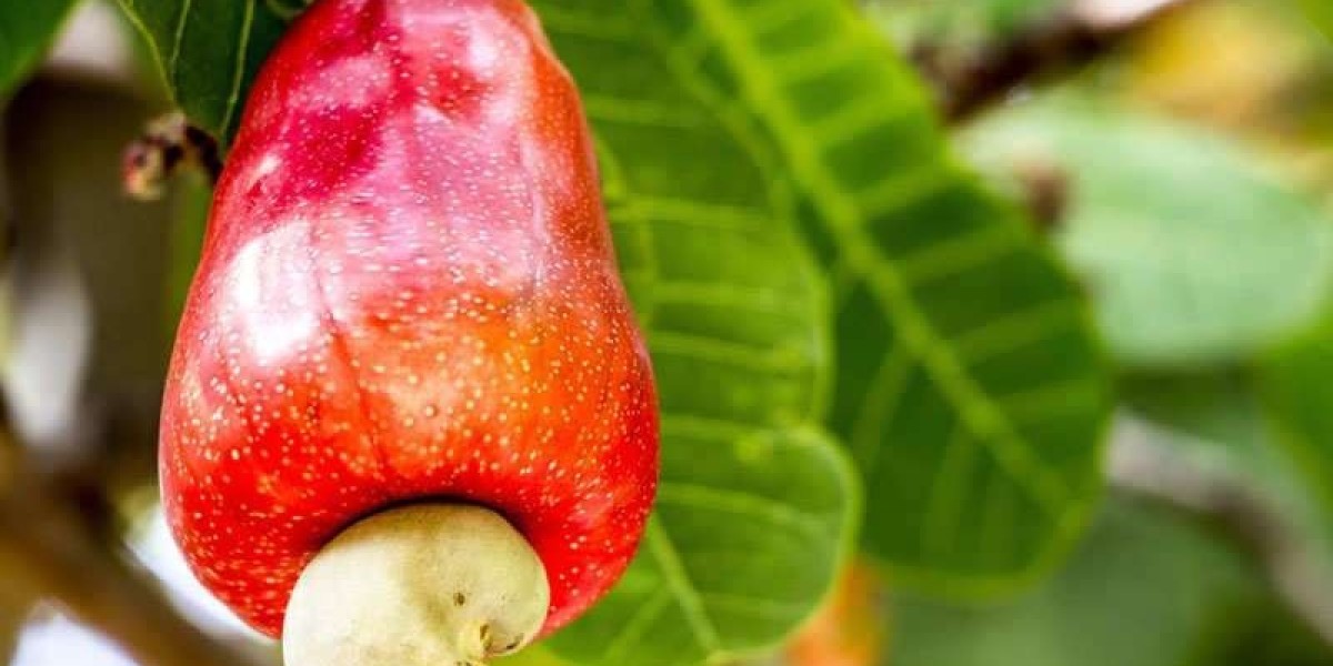 Cashew Nut Shell Oil Manufacturing Plant Report 2024 | Unit Operations, Business Plan and Cost Analysis
