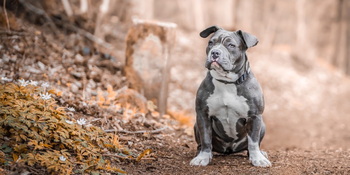 How to Train Your American Staffordshire Terrier for Emotional Support