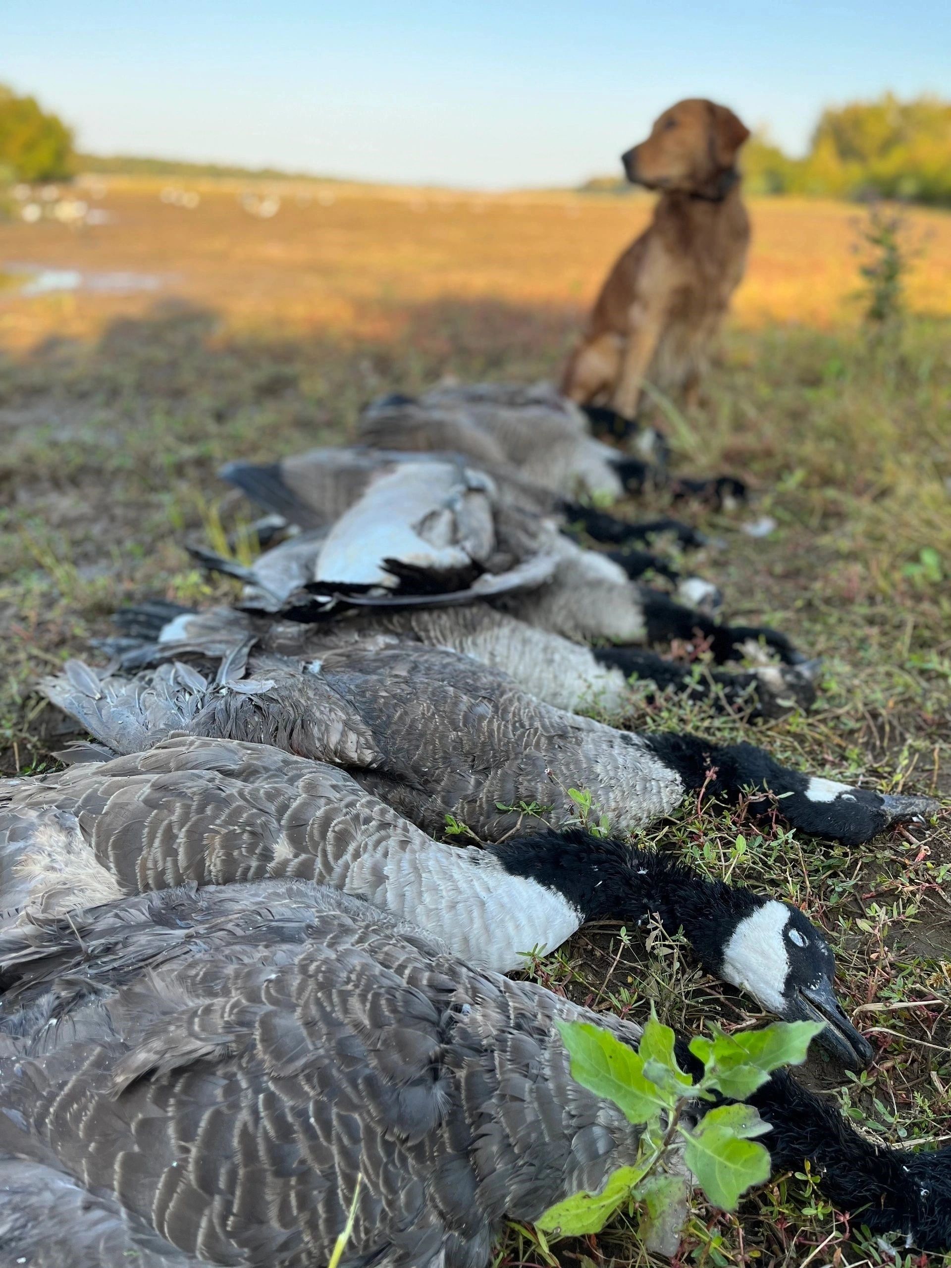 5 Reasons Guided Duck Hunting Trips Make Every Shot Count