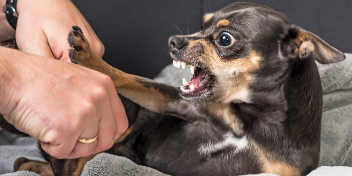 The Intersection of Personal Injury and Dog Bite Laws: What You Need to Know