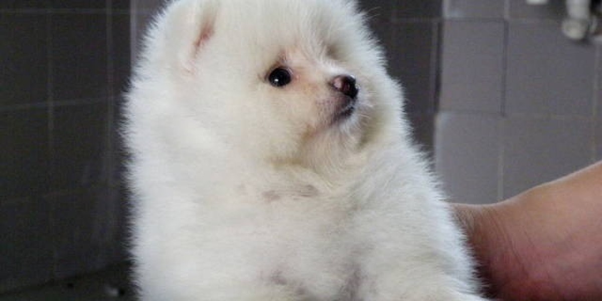 The Playful Pomeranian puppy for sale in Delhi at Asia Pets