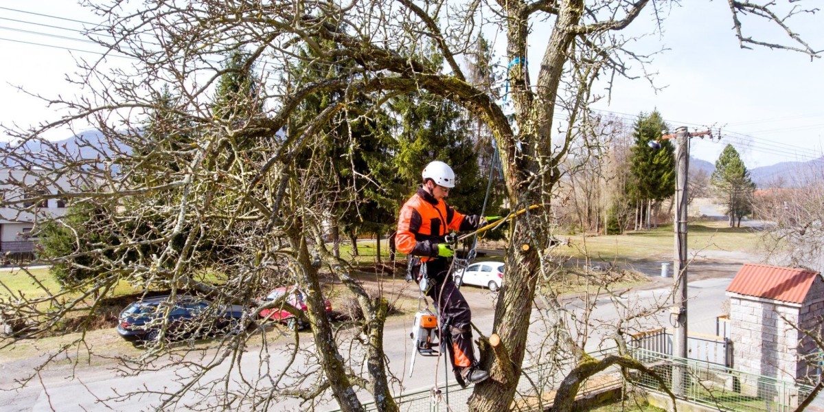 Tree Survey in North London