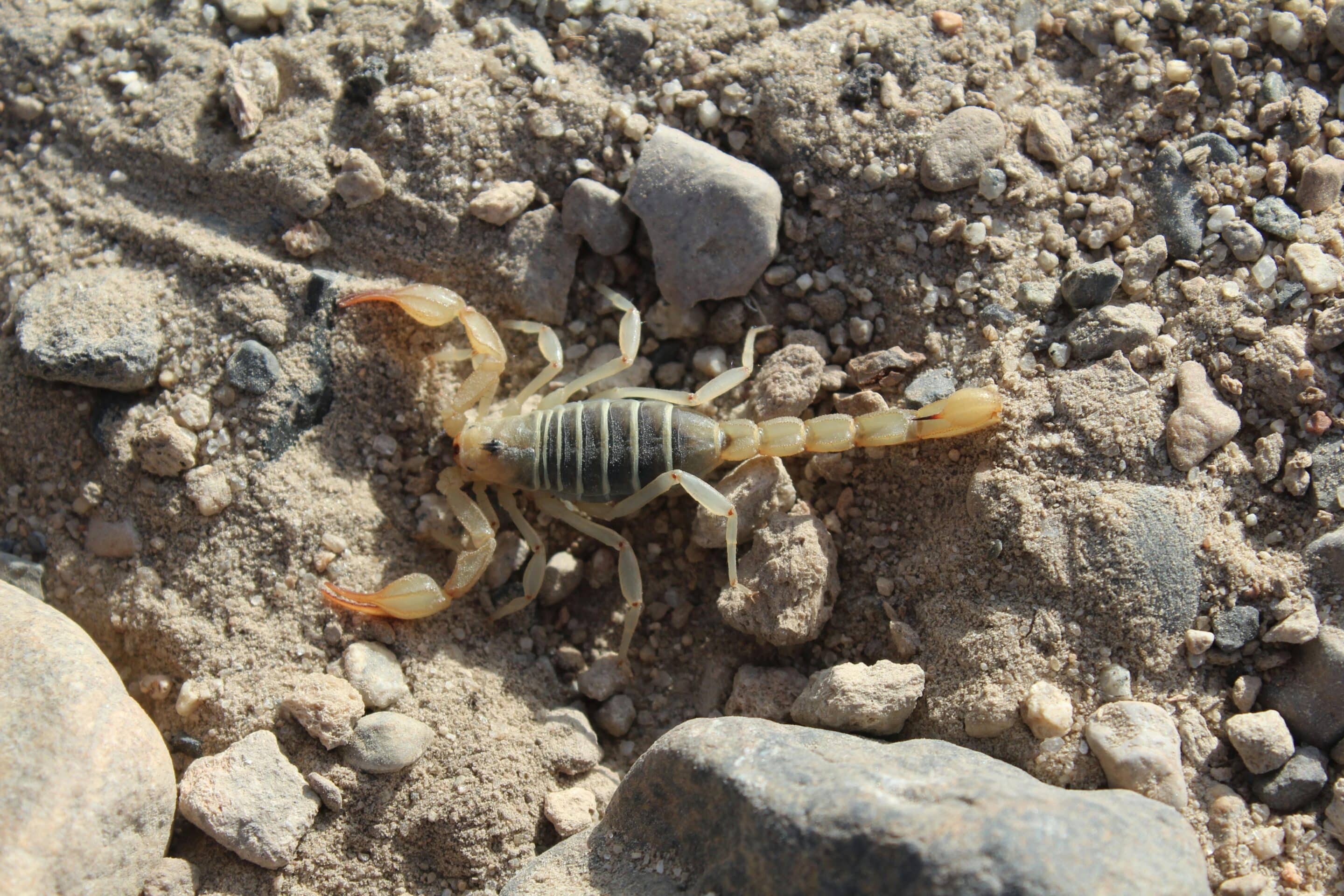 Best Scorpion Pest Control Las Vegas Dealings