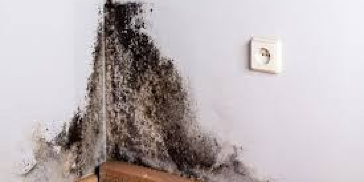 What Are the Indications You Need Mold Remediation Holly Springs NC?