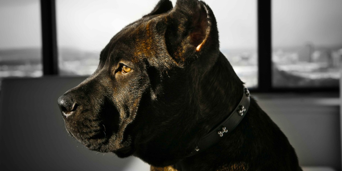 Cane Corso: The Majestic Guardian and Its Rising Popularity
