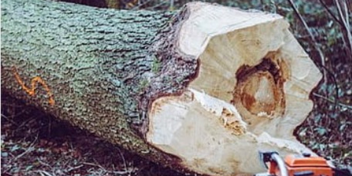 Ensure Maintenance with Emergency Tree Removal Services