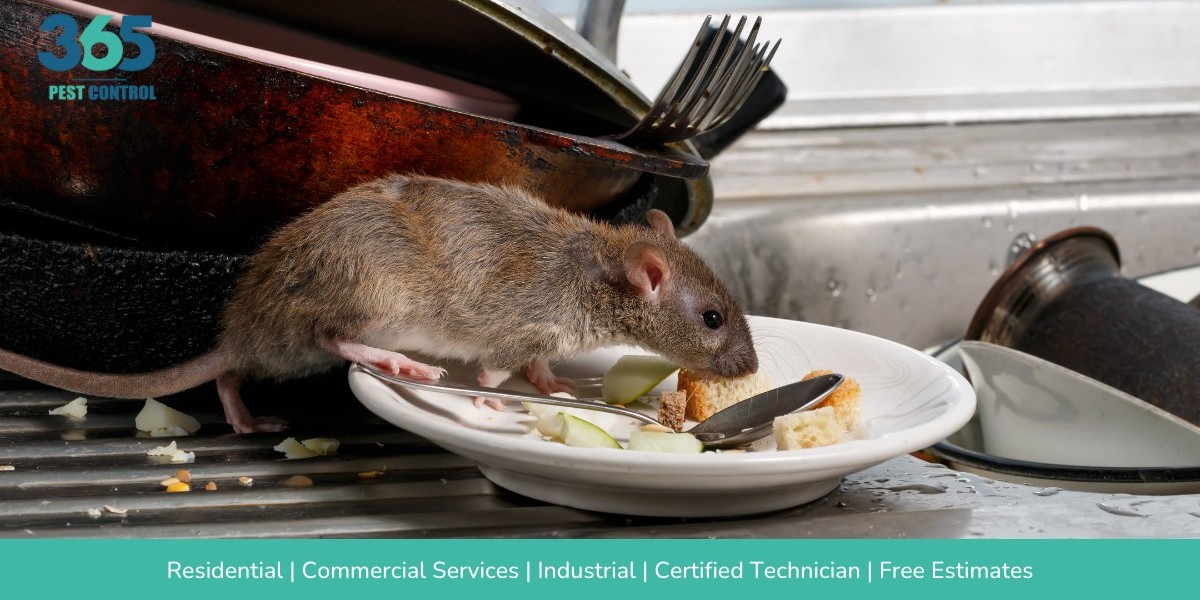 How to Protect Your Home from Rats and Mice: Essential Tips for Effective Rodent Control in Melbourne