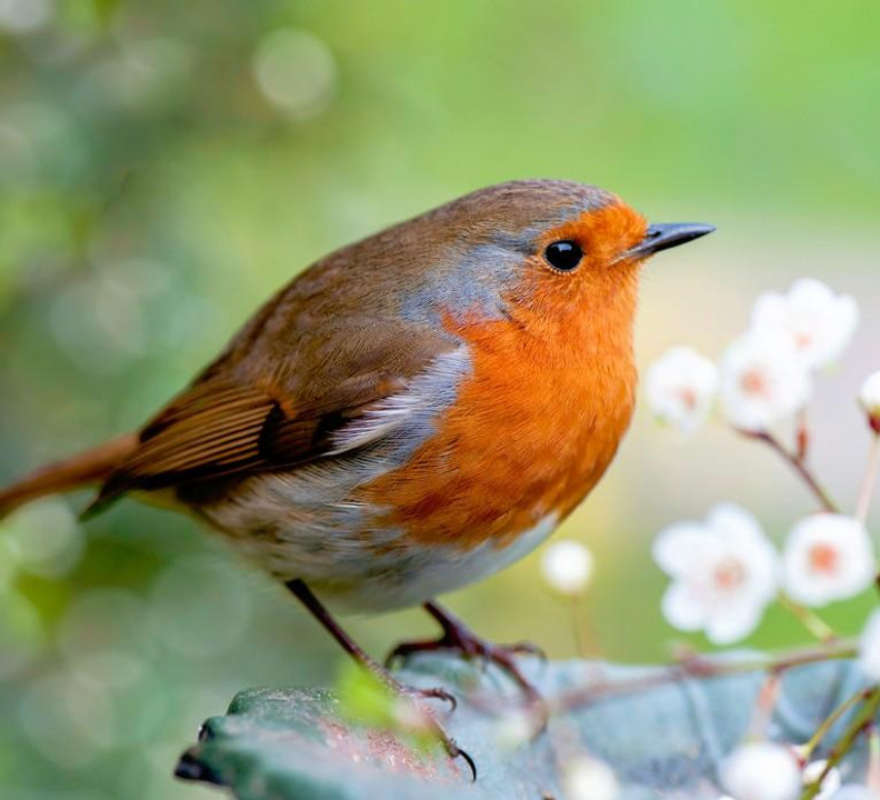 Discovering the Charm of British Birds: A Guide to Birdwatching and Feeding