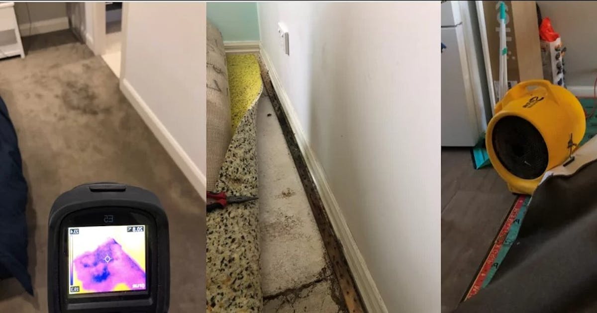 Mould Inspection Melbourne | Mould Removal Services| Capital Facility