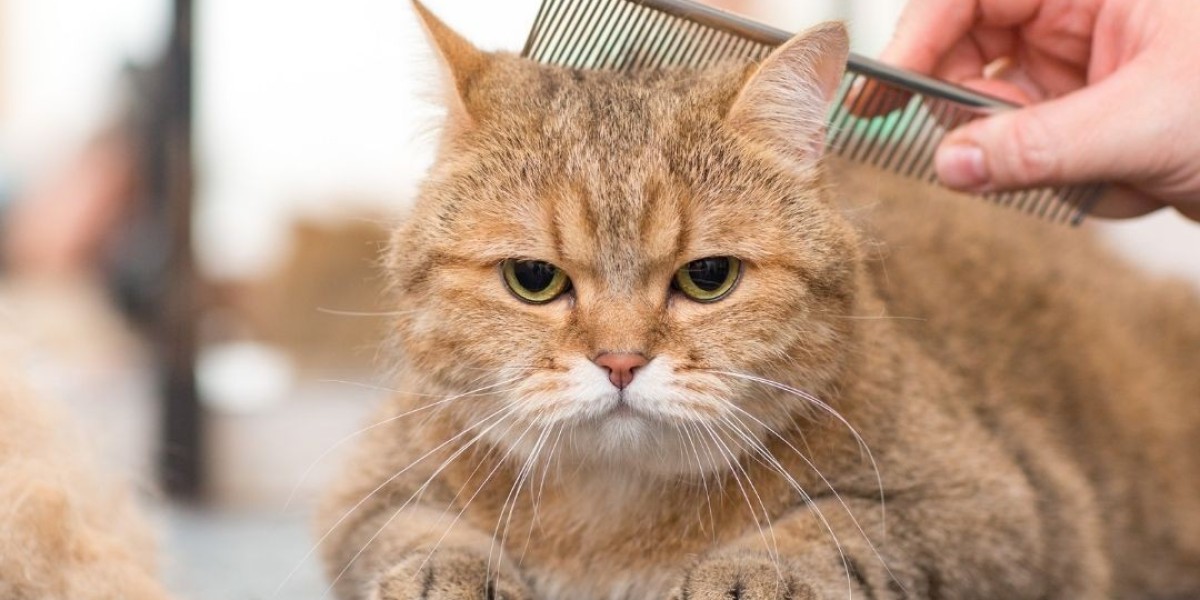 Transform Your Cat’s Look with Professional Grooming Services