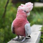 macaws for sale by owner profile picture