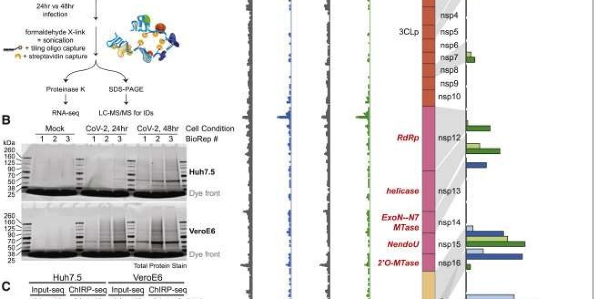 Unraveling the Complexities of RNA-Protein Interactions with ChIRP-MS