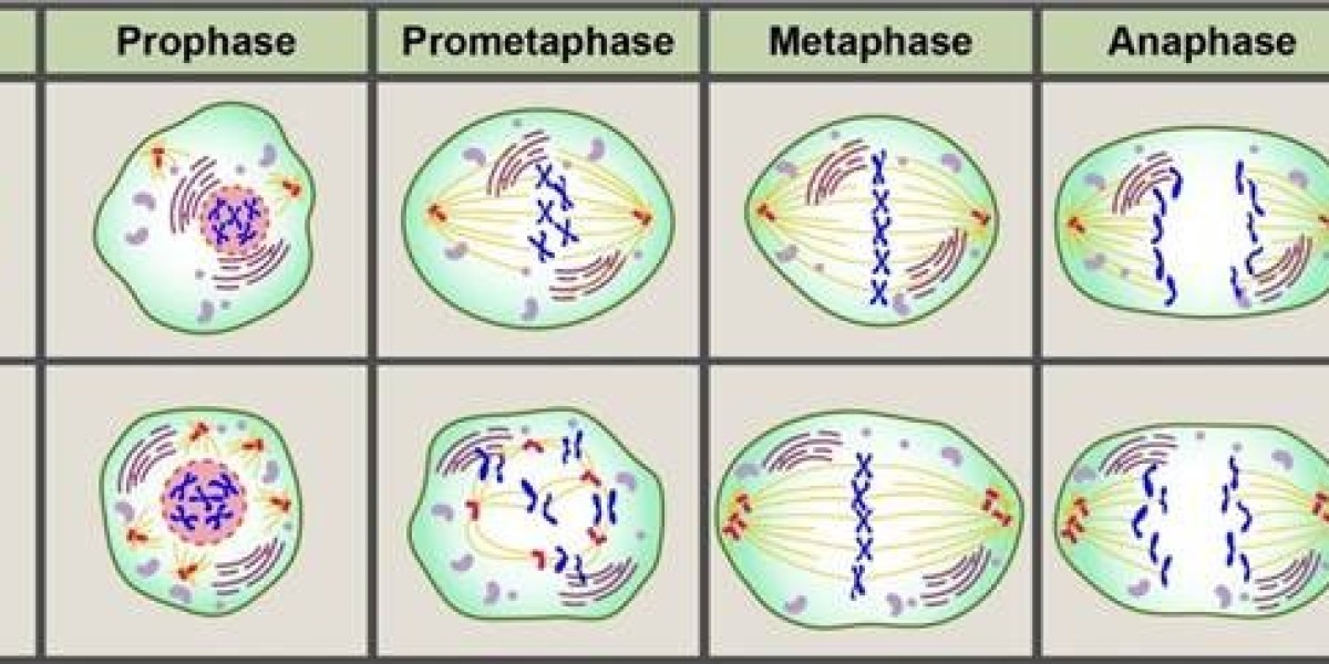 CD BioSciences has launched centrosome antibody development services for cancer research