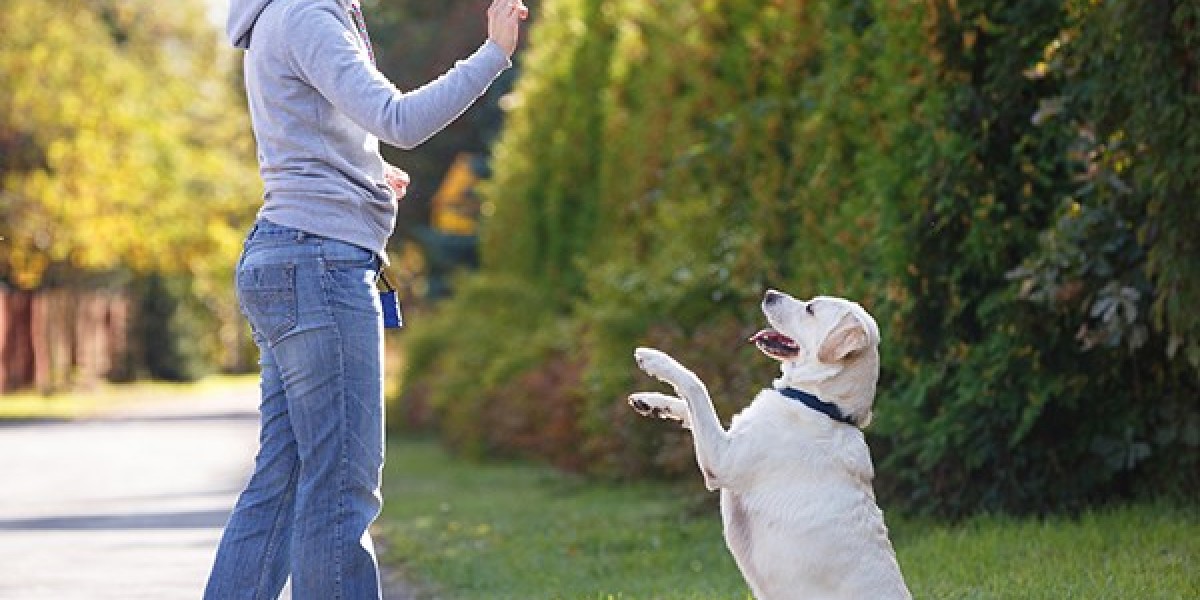 Discover the Best Dog Trainer in Delhi: An Inside Look at K9 School