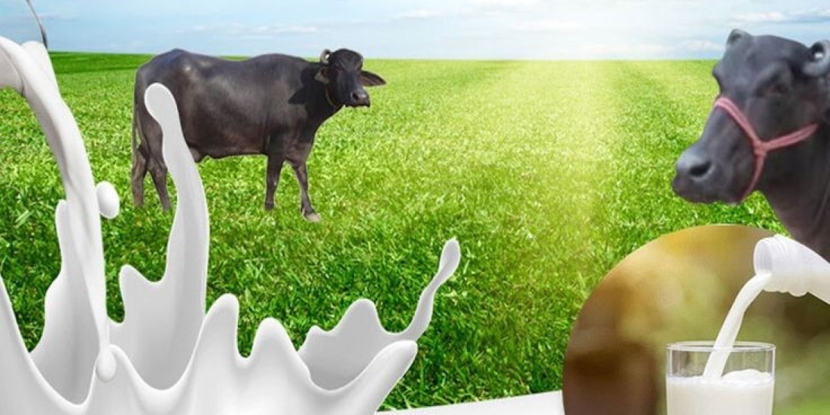 Buffalo Milk: A Guide to Its Uses and Benefits