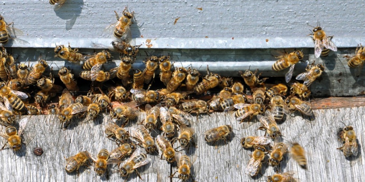 What to Do About Bees in or Near Your Home