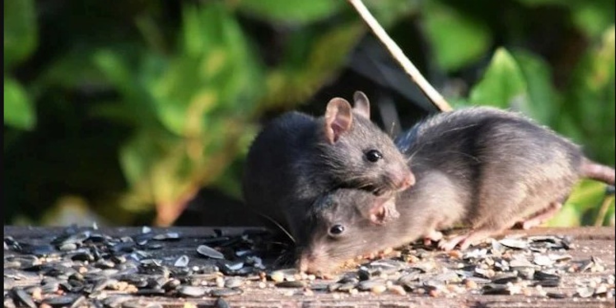 Defend Your Las Vegas Property from Rodent Infestations