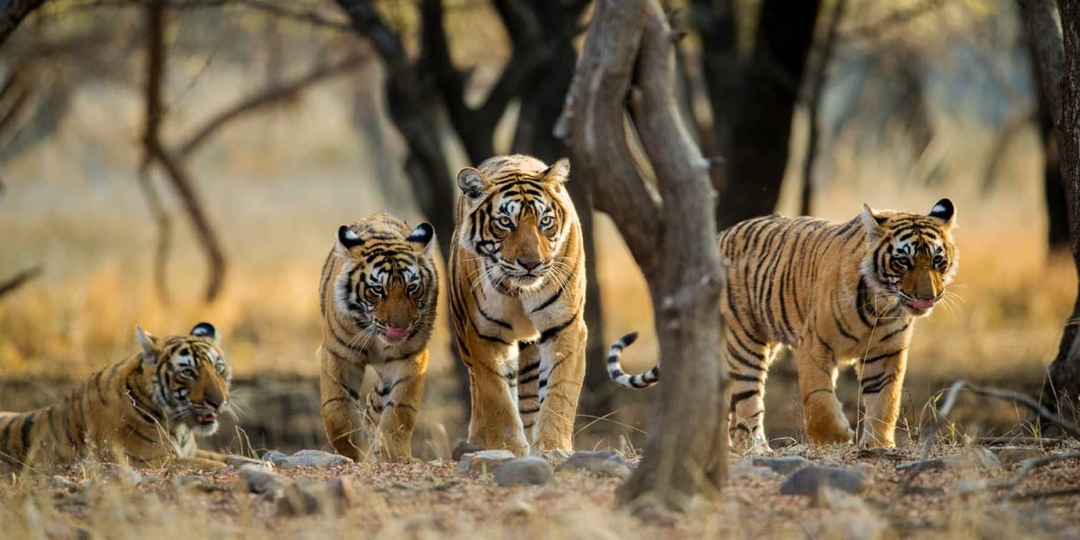 Exploring the Wilderness of Ranthambore National Park