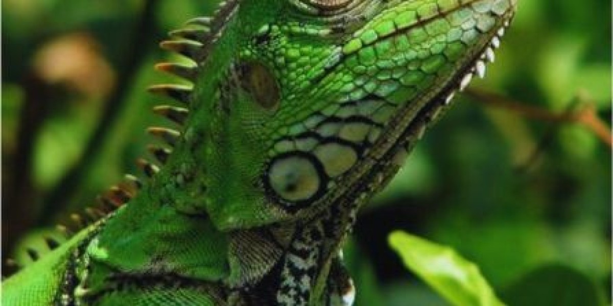 Understanding Why Iguanas Nod Their Heads