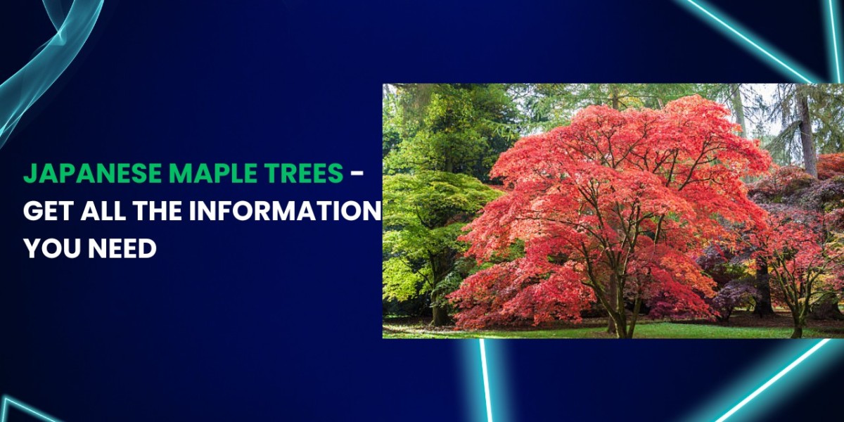 Japanese Maple Trees - Get All the Information You Need