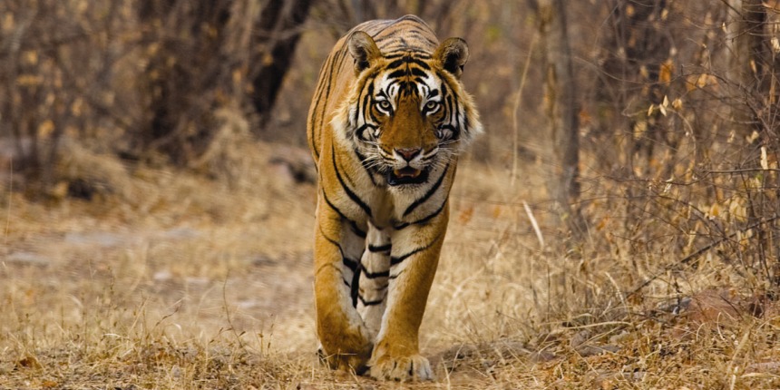 Best Time to Visit in Jim Corbett National Park