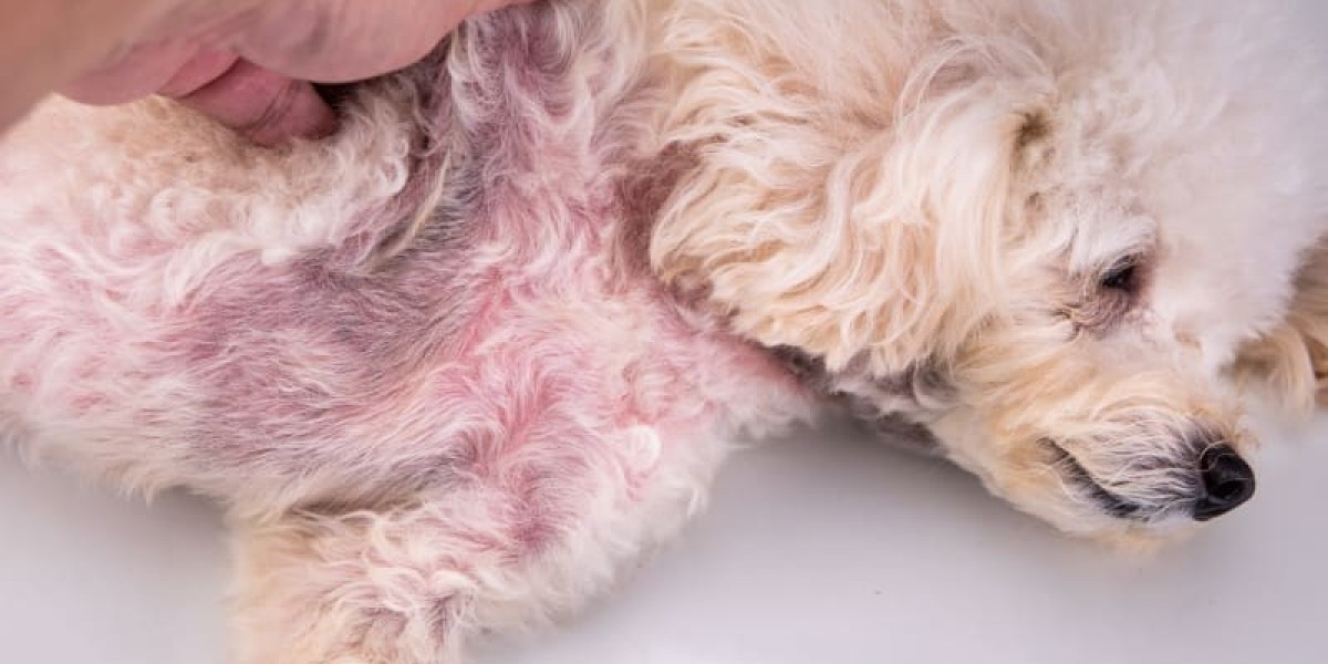 Skin Infection in Dogs: Types, Causes, Symptoms, Treatment