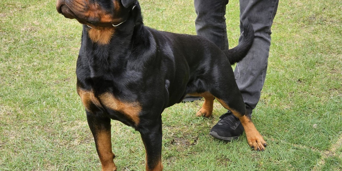 Where to Adopt Rottweiler Puppies