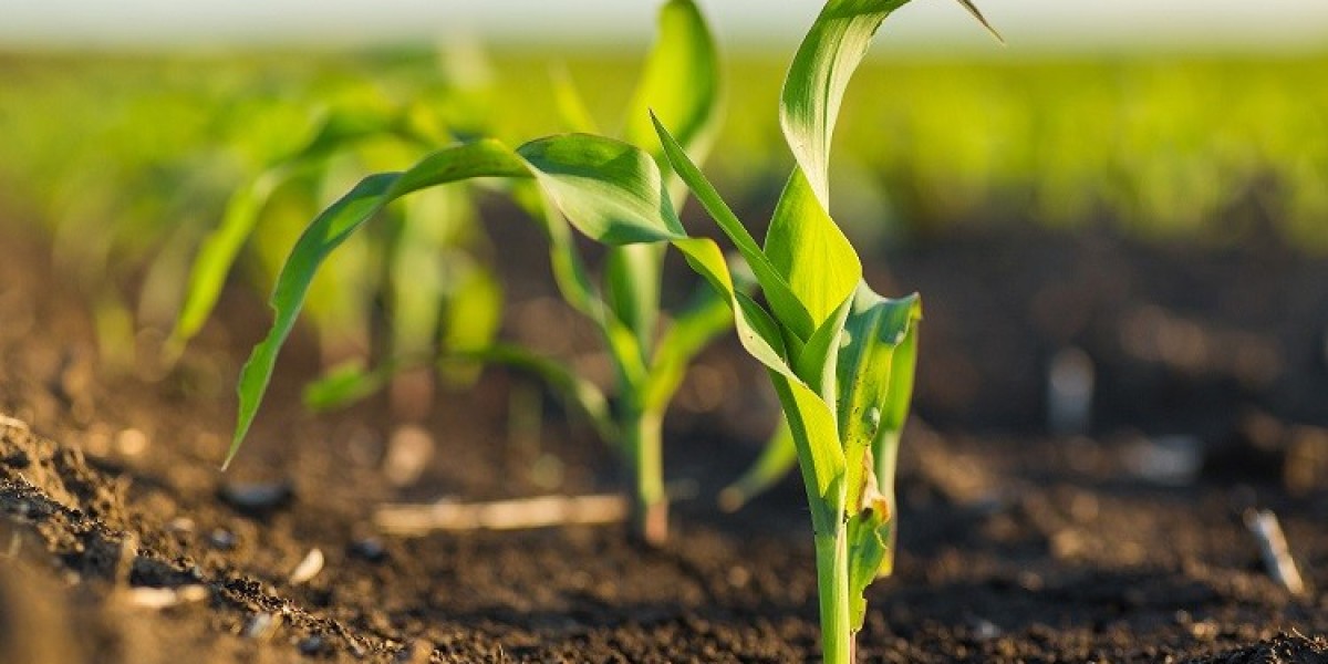 Europe Agricultural Biologicals Market: Focus on Soil Health Spurs Market Expansion