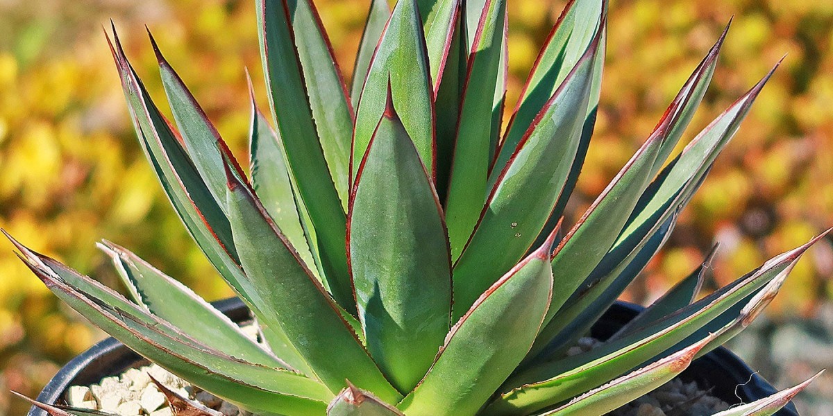 Prefeasibility Report on an Agave Processing Plant Setup by IMARC Group