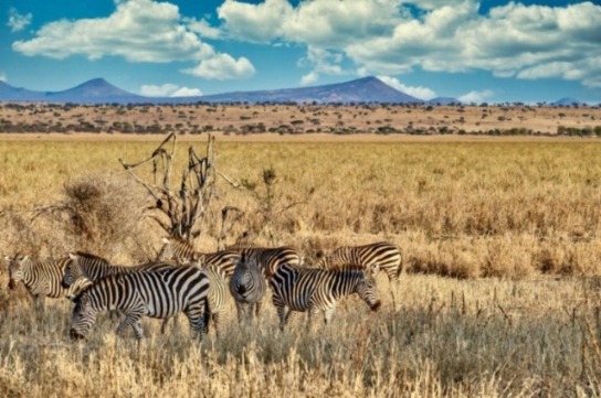 Unforgettable Kenya and Tanzania Safaris with H****le-Free Transfers | Vipon